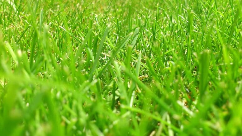 zielony trawnik