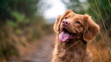 Gryzaki naturalne dla psa zapewniają zdrowe zęby jak u Golden Retrievera